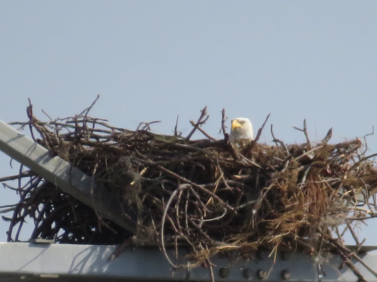 orel bělohlavý - ML628679027