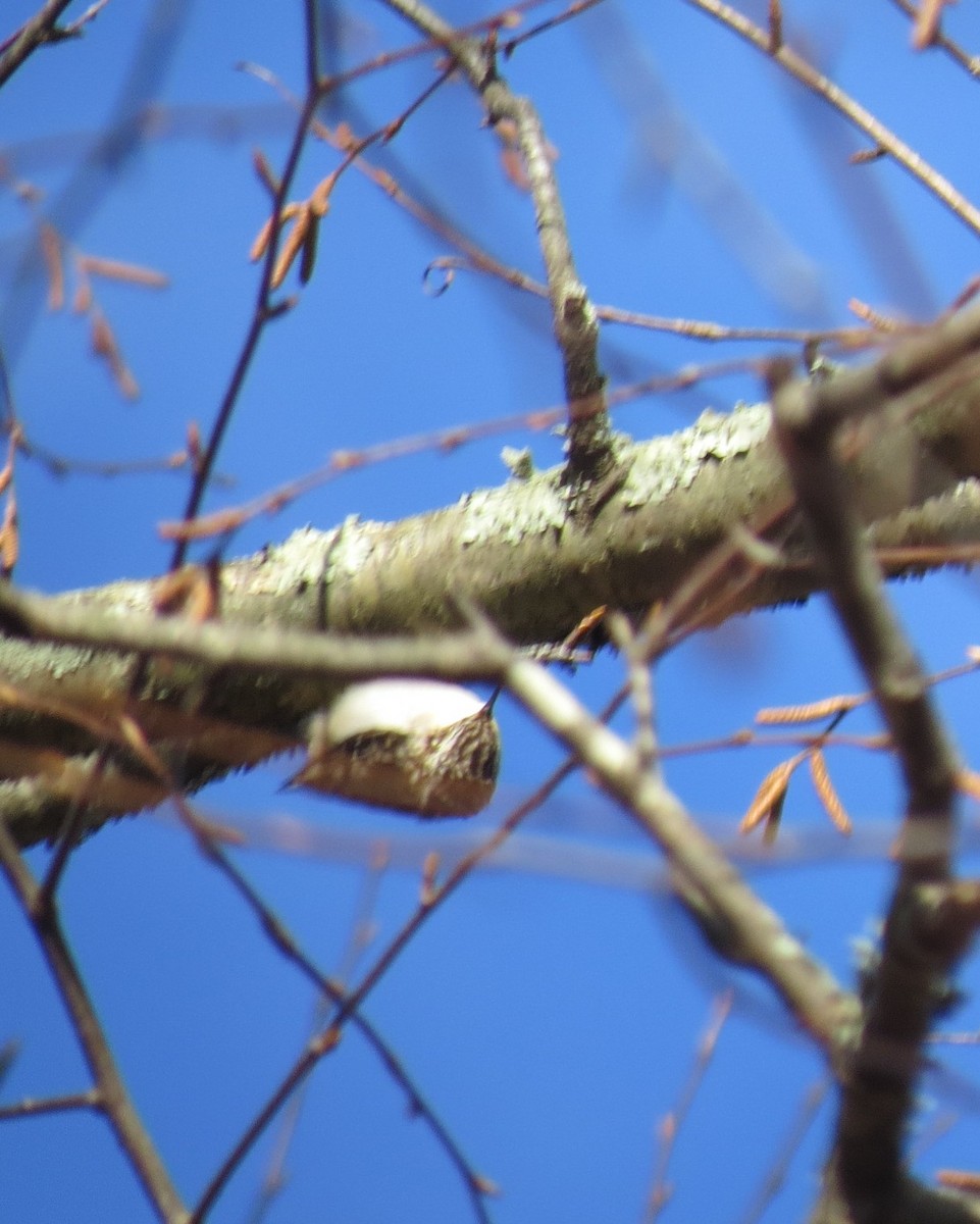 Brown Creeper - ML628679047