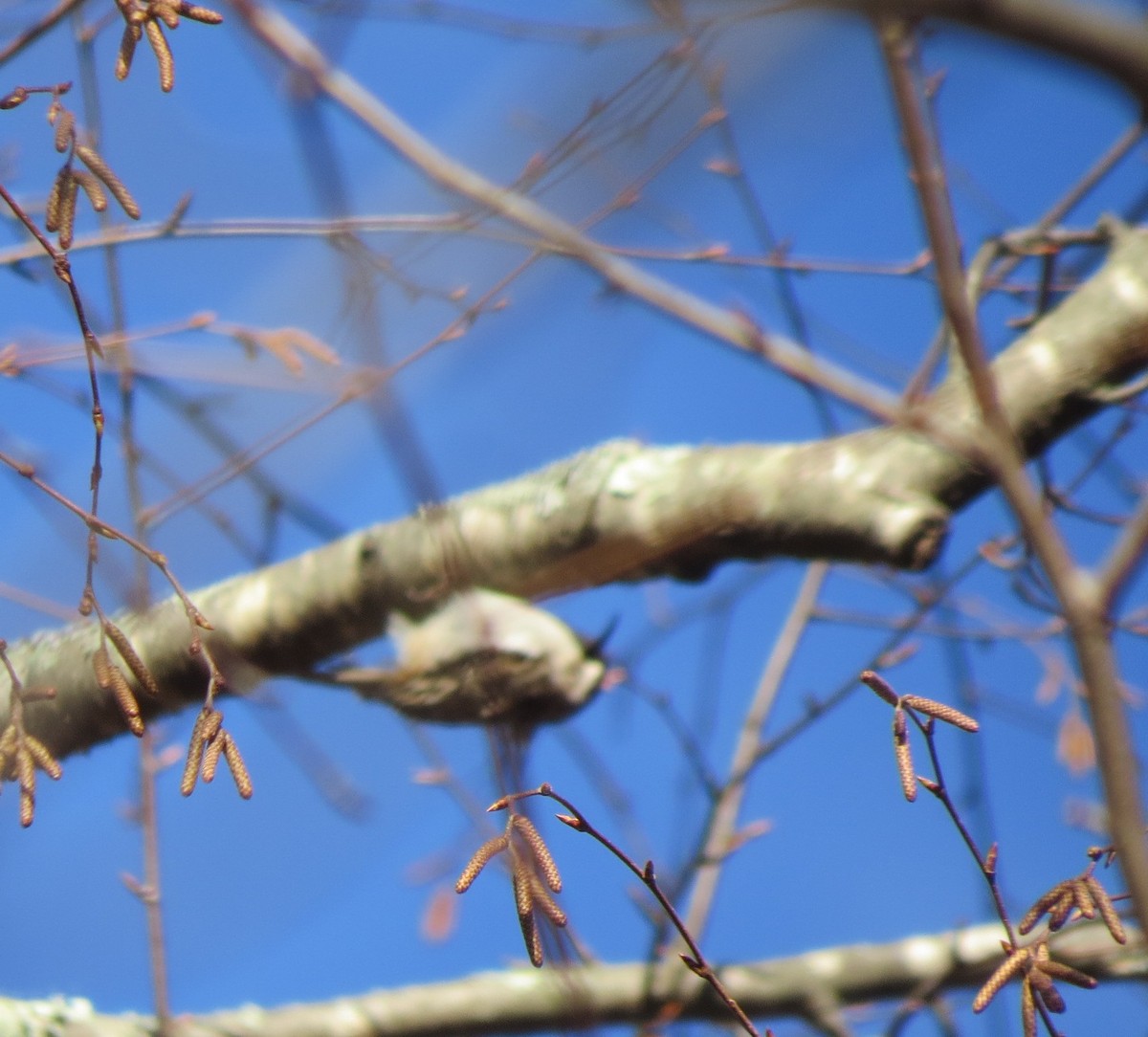 Brown Creeper - ML628679077