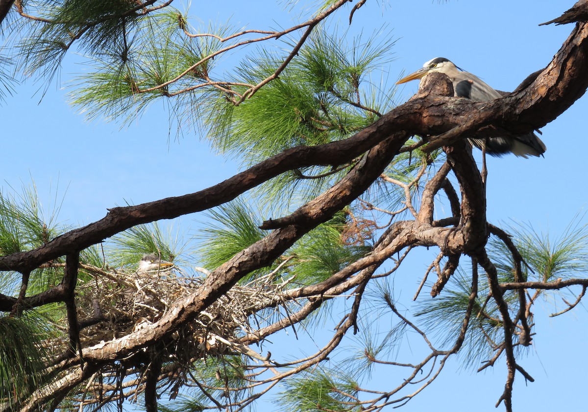 volavka velká - ML628679119