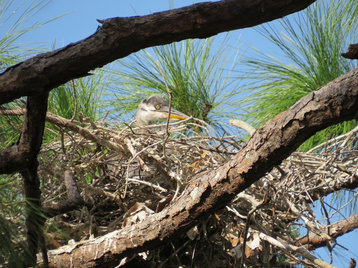 volavka velká - ML628679133