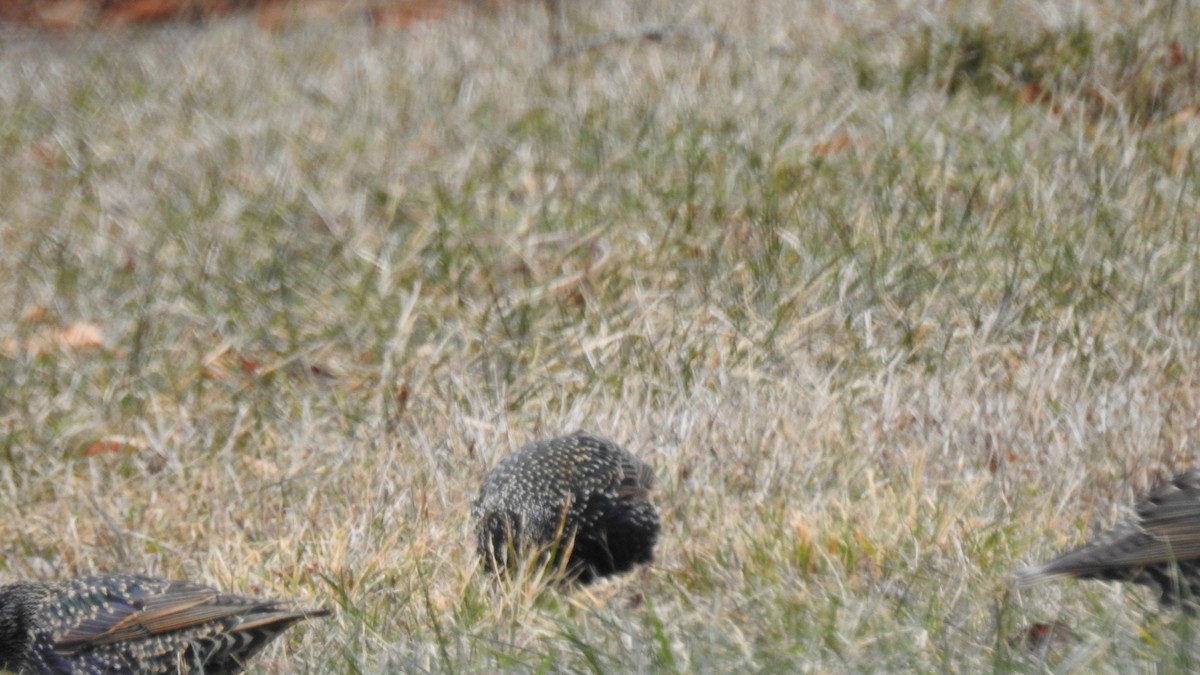 European Starling - ML628679220