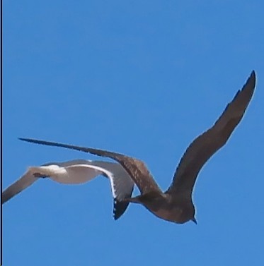 Gray Gull - ML628679257