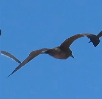 Gray Gull - ML628679258