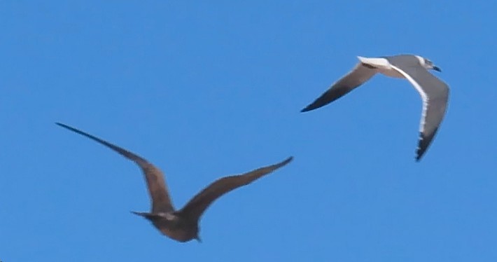Gray Gull - ML628679259