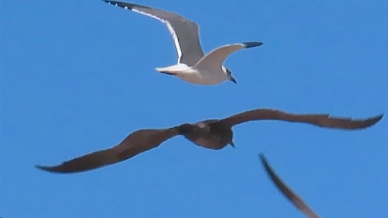 Gray Gull - ML628679260