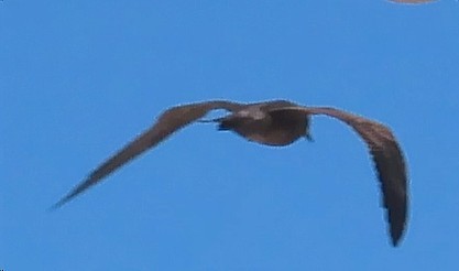 Gray Gull - ML628679261
