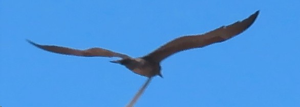 Gray Gull - ML628679262