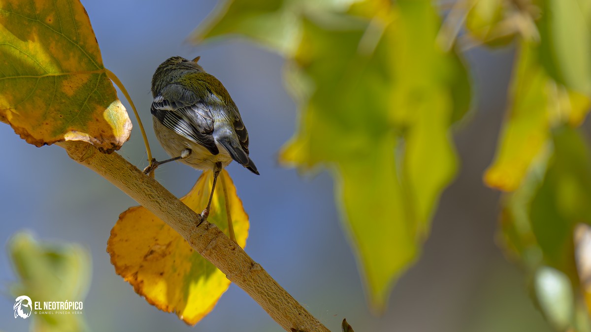 Northern Parula - ML628679308