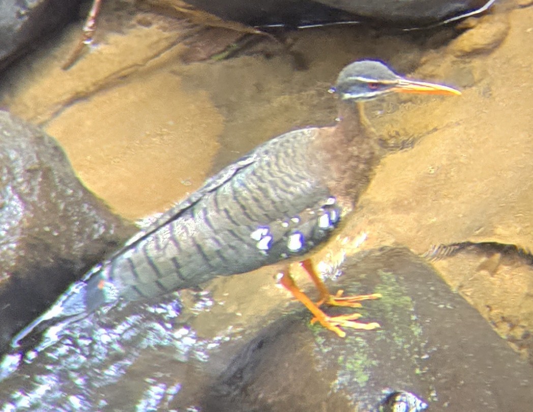Sunbittern - ML628679371