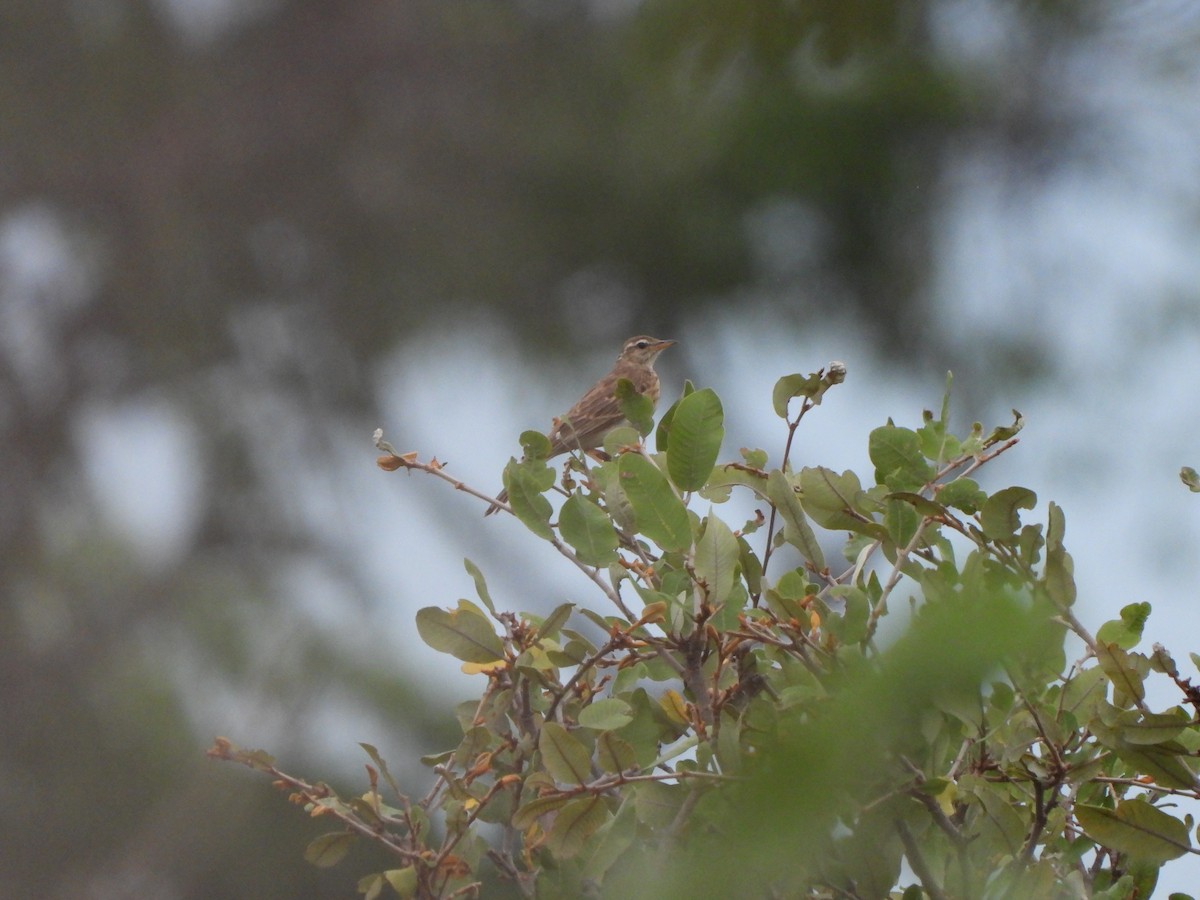 Rufous-naped Lark - ML628679405