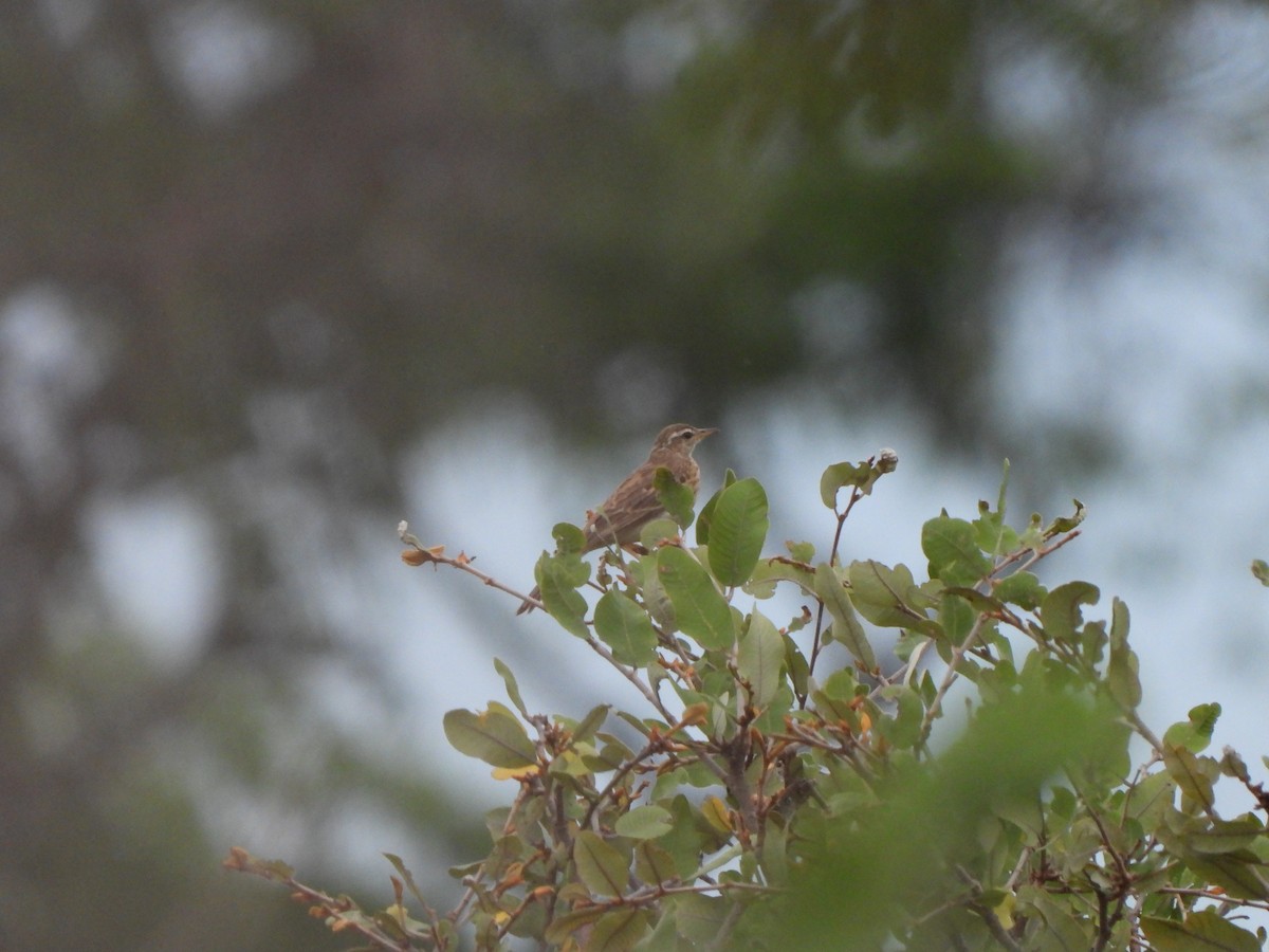 Rufous-naped Lark - ML628679406