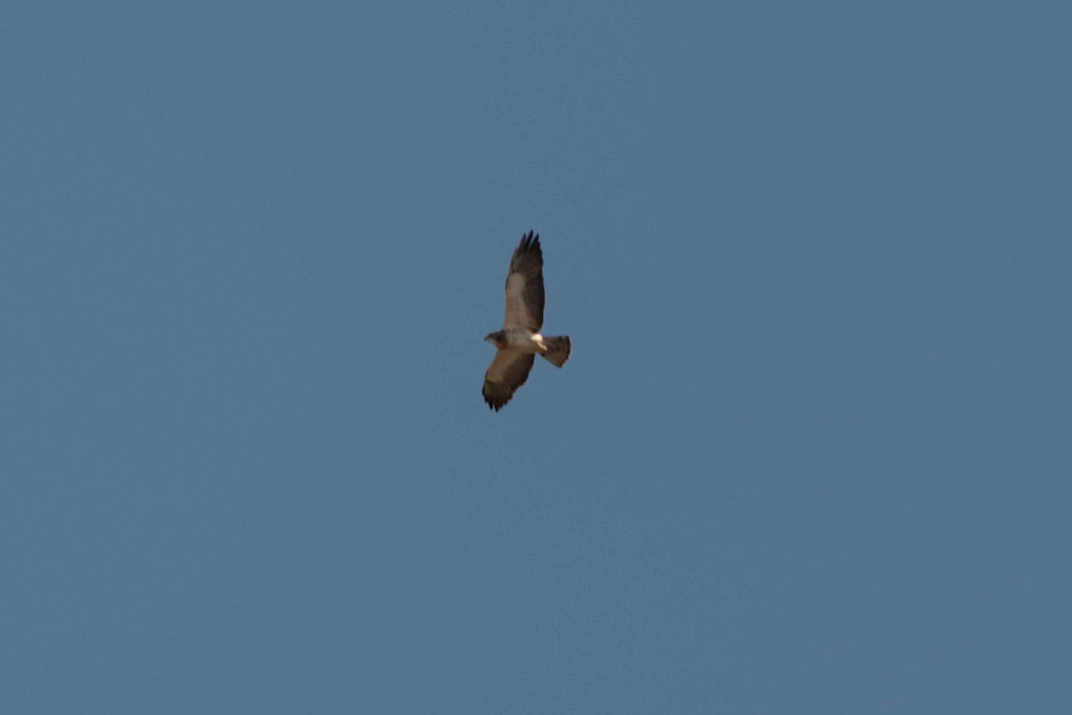 Swainson's Hawk - ML628679486