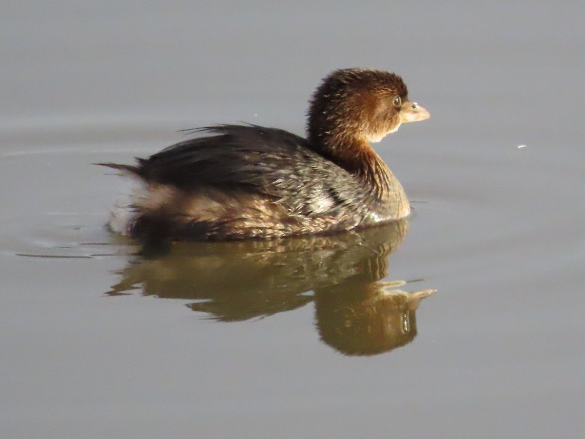 Pied-billed Grebe - ML628679562