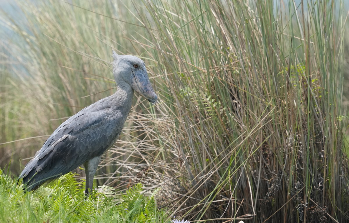 Shoebill - ML628679689