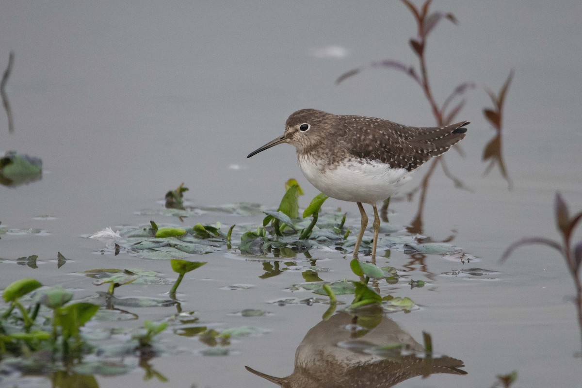 Solitary Sandpiper - ML628679692