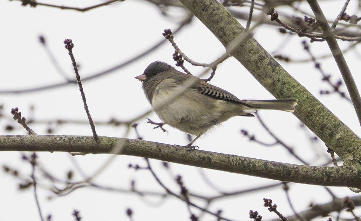 Junco ardoisé - ML628679793