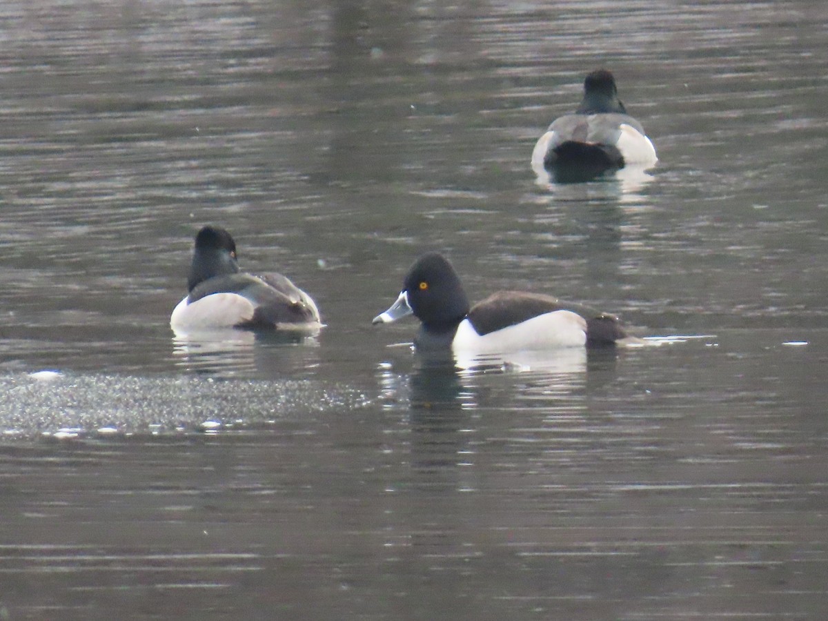 環頸潛鴨 - ML628679817