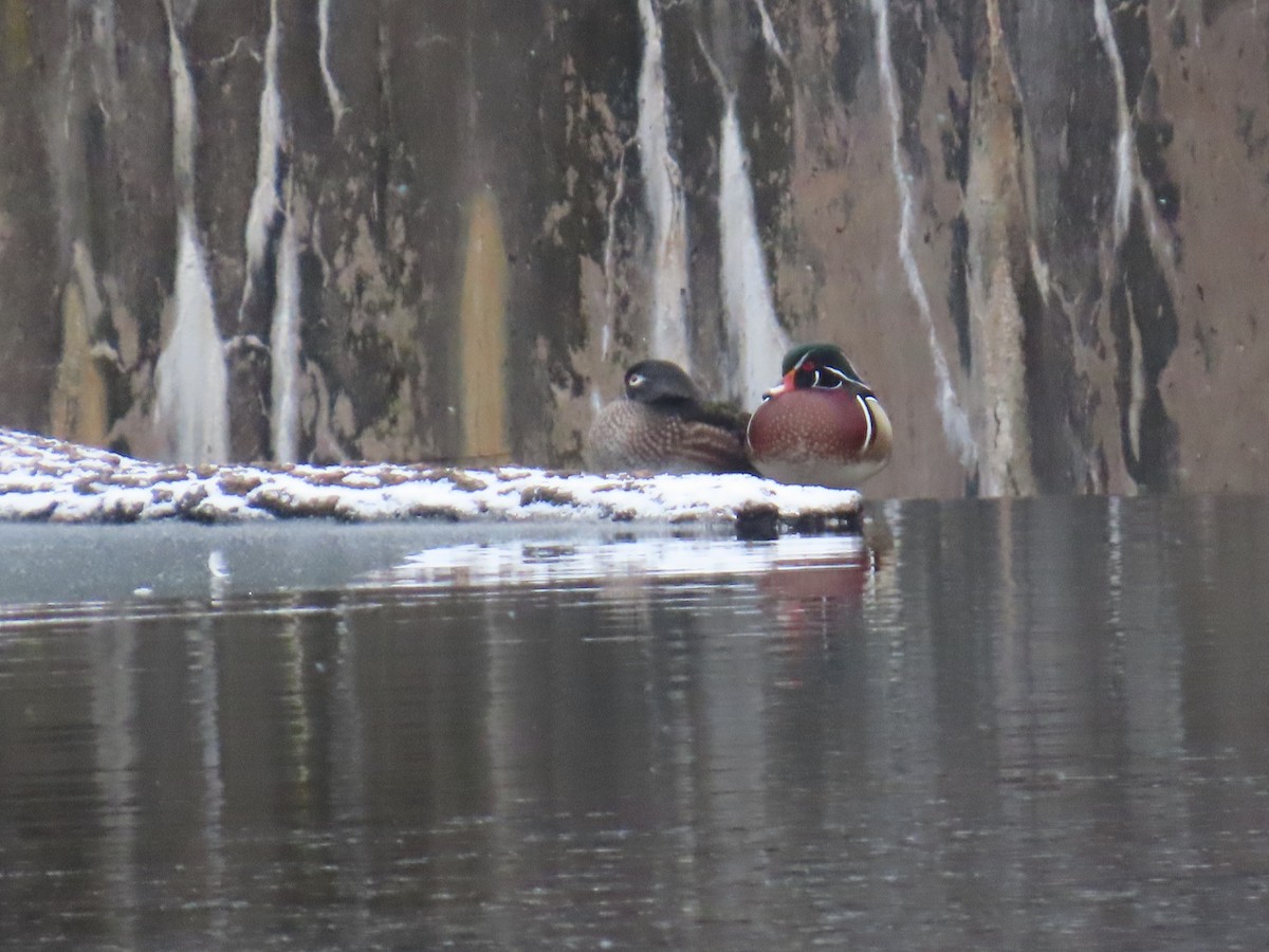 美洲鴛鴦 - ML628679822