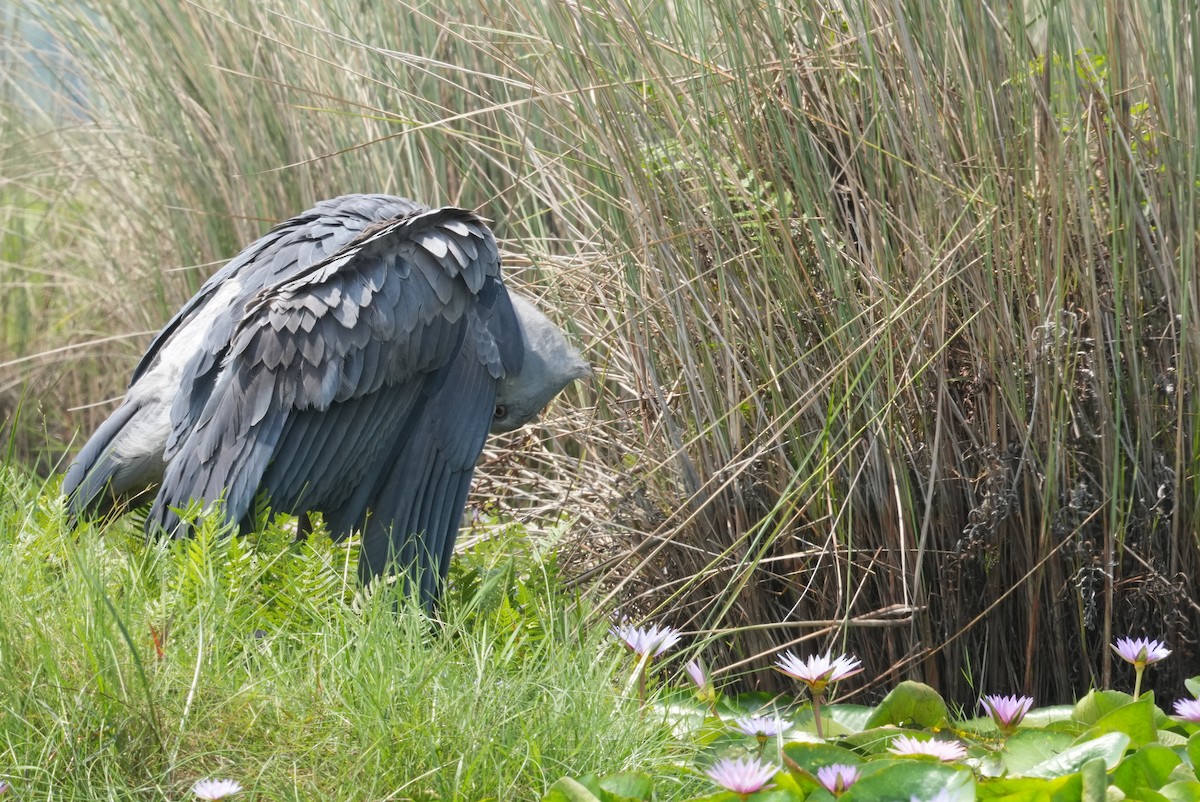 Shoebill - ML628680029