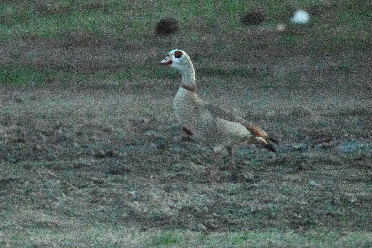 Egyptian Goose - ML628680038