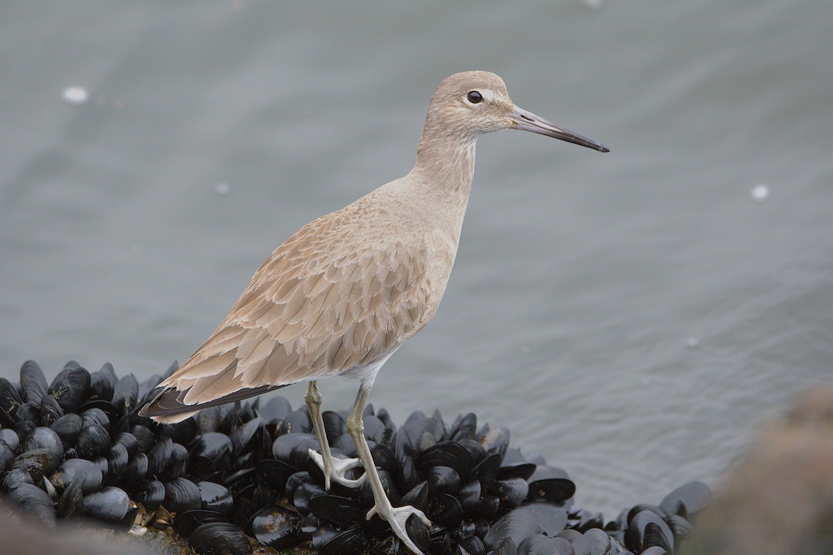 Willet - ML628680048