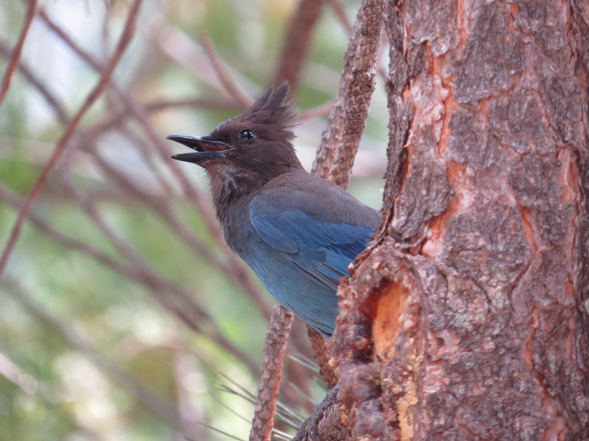 Steller's Jay - ML628680101