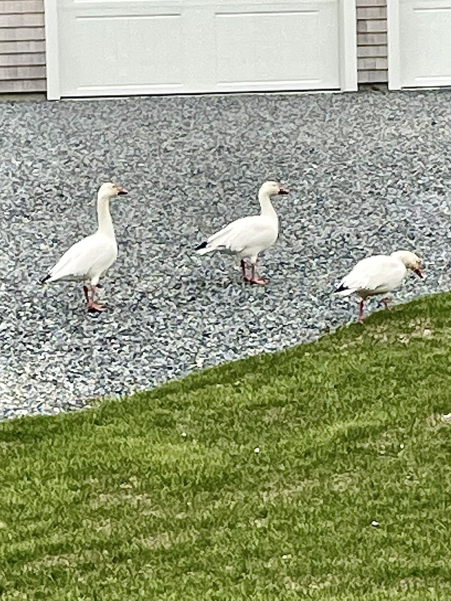 Snow Goose - ML628680295