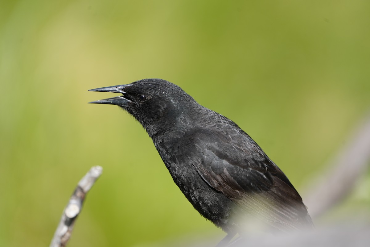 Austral Blackbird - ML628680460