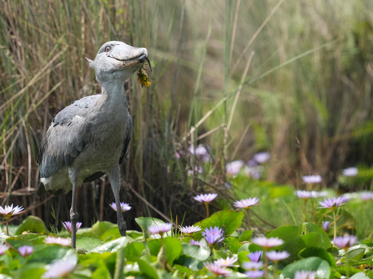 Shoebill - ML628680522