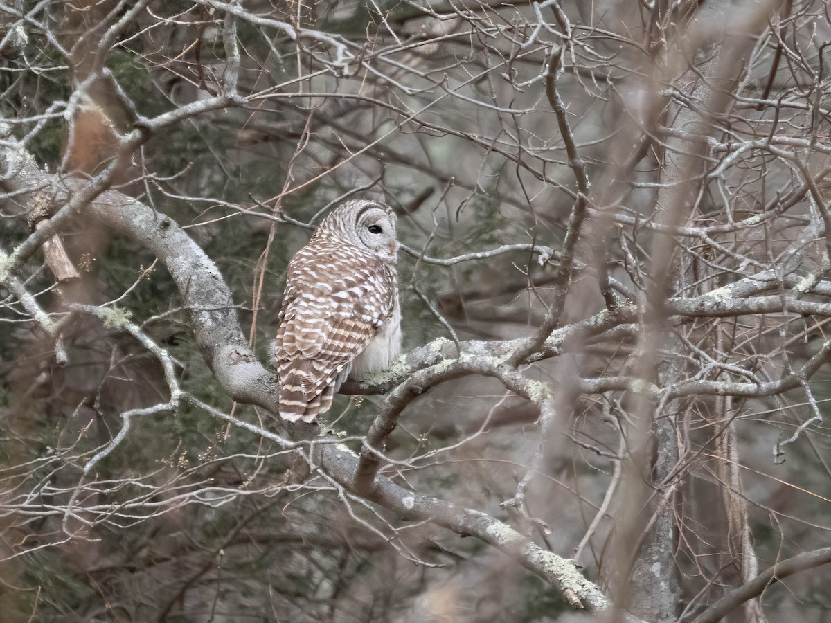 Barred Owl - ML628680536