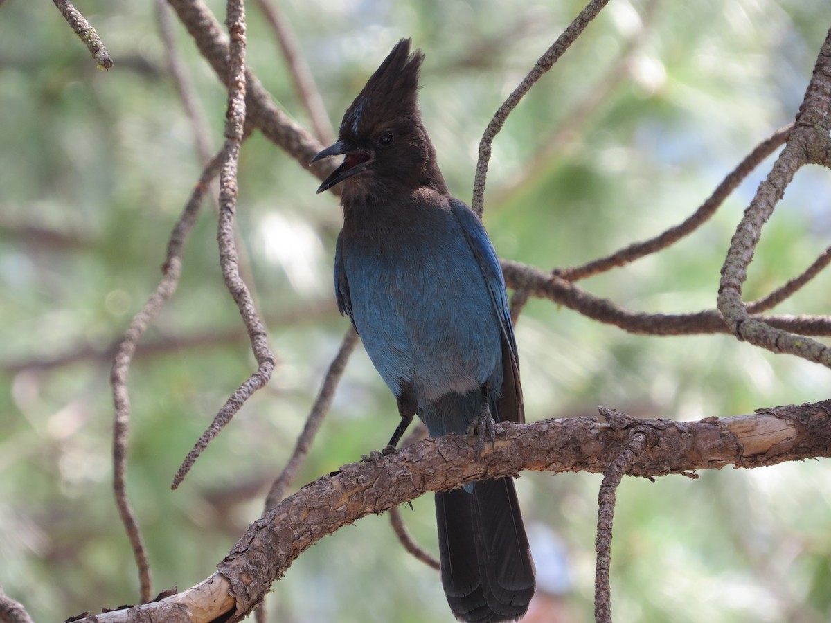 Steller's Jay - ML628680686