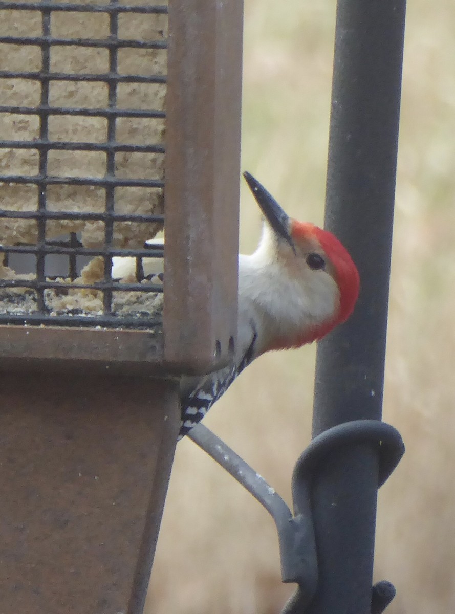 Red-bellied Woodpecker - ML628680729