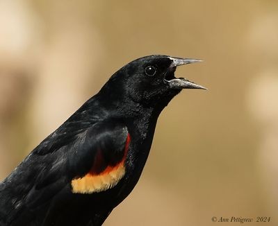 Red-winged Blackbird - ML628680731