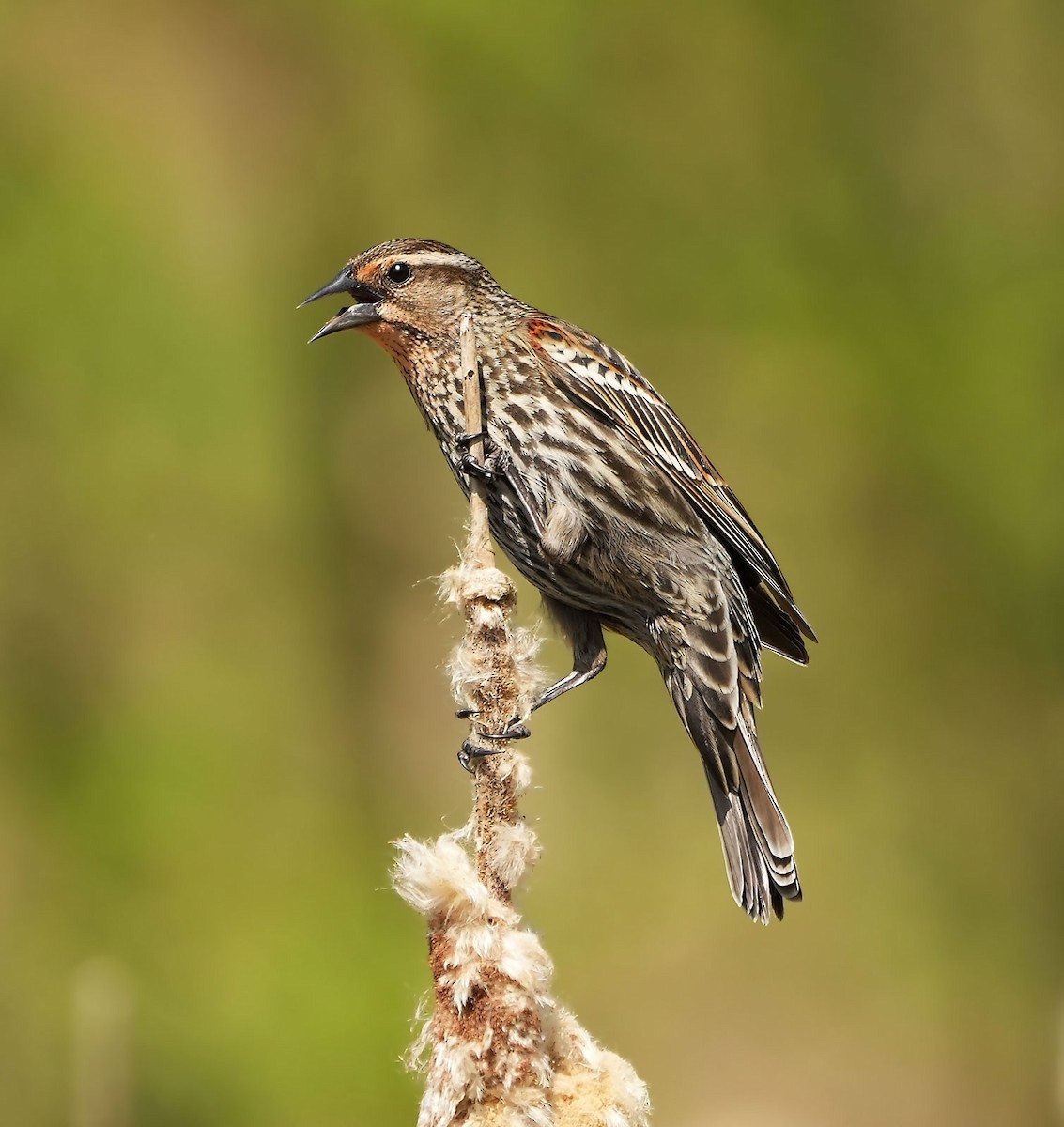 Red-winged Blackbird - ML628680732