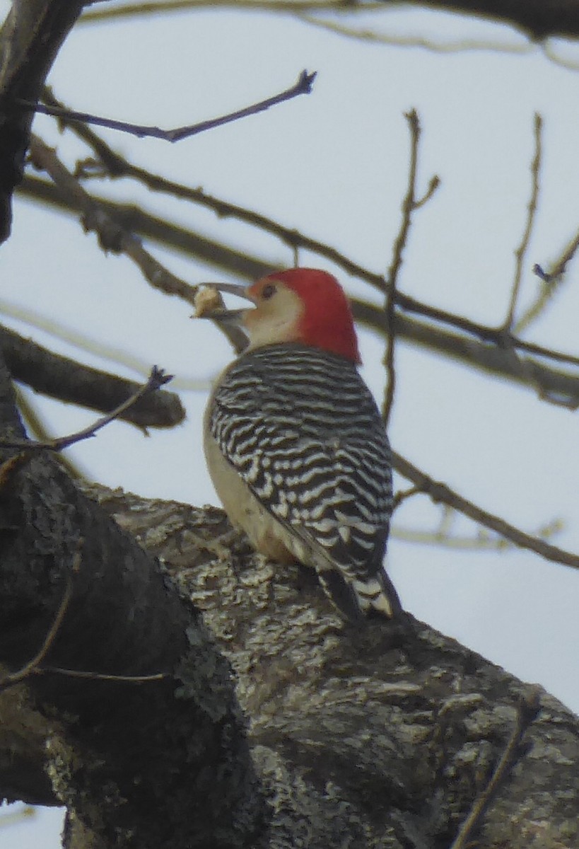 Red-bellied Woodpecker - ML628680744