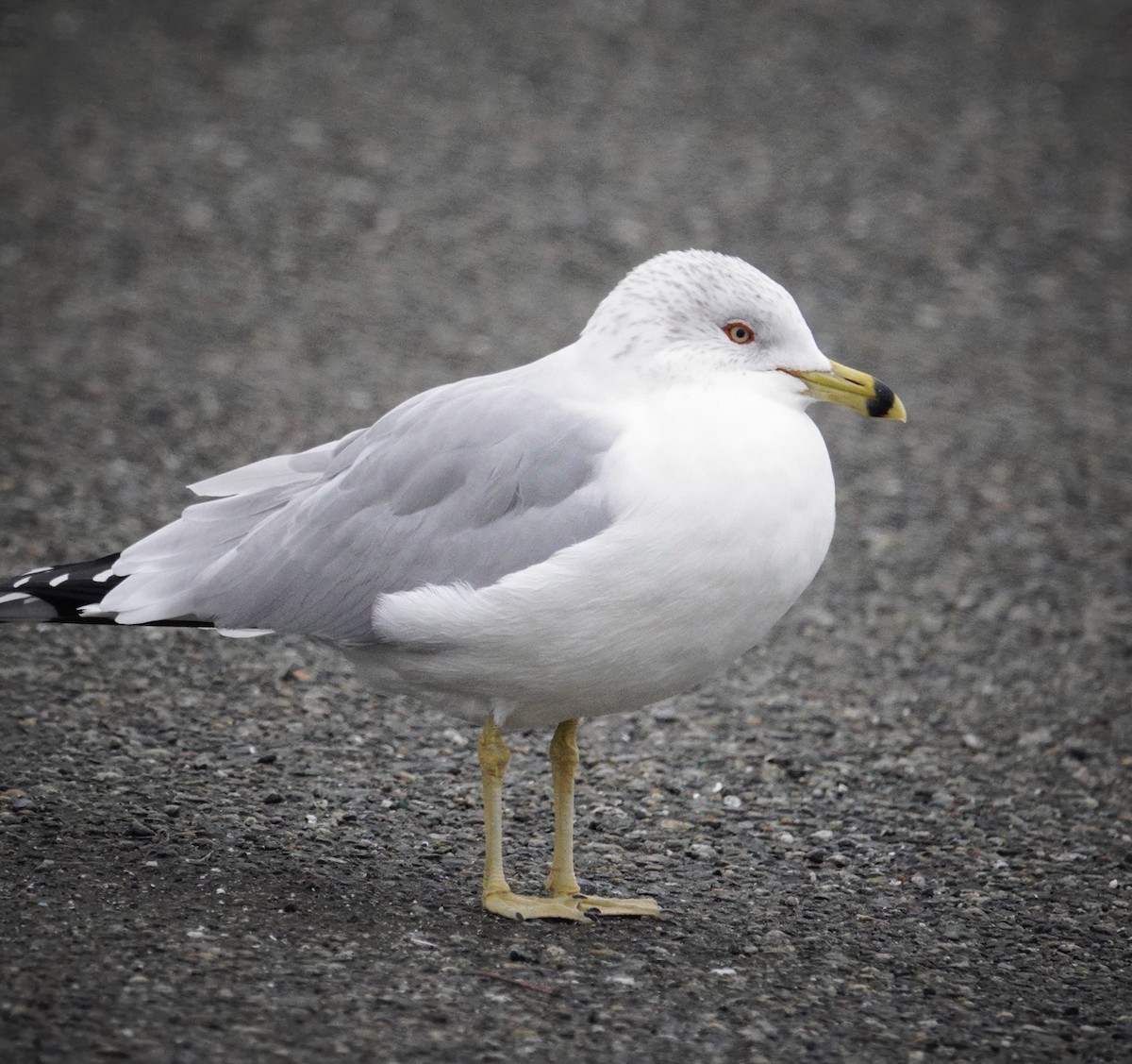 Ring-billed Gull - ML628680802