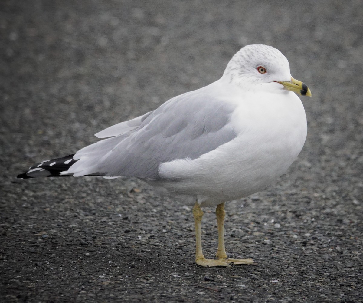 Ring-billed Gull - ML628680803