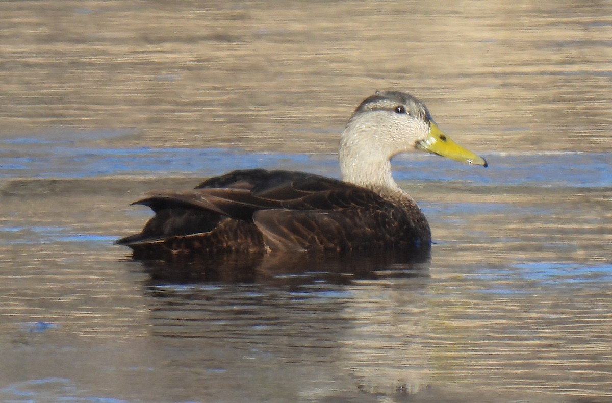 American Black Duck - ML628680809