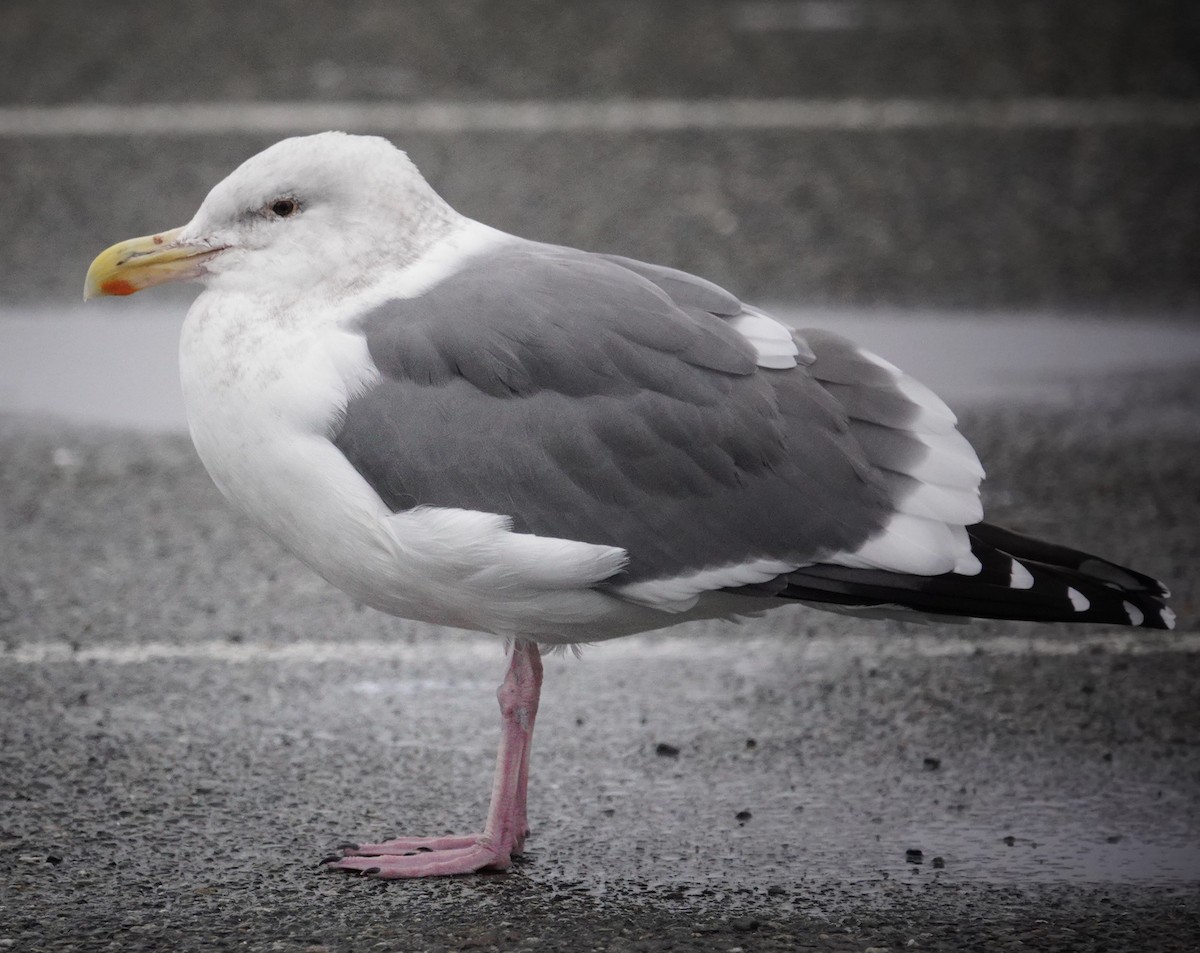 Western Gull - ML628680812