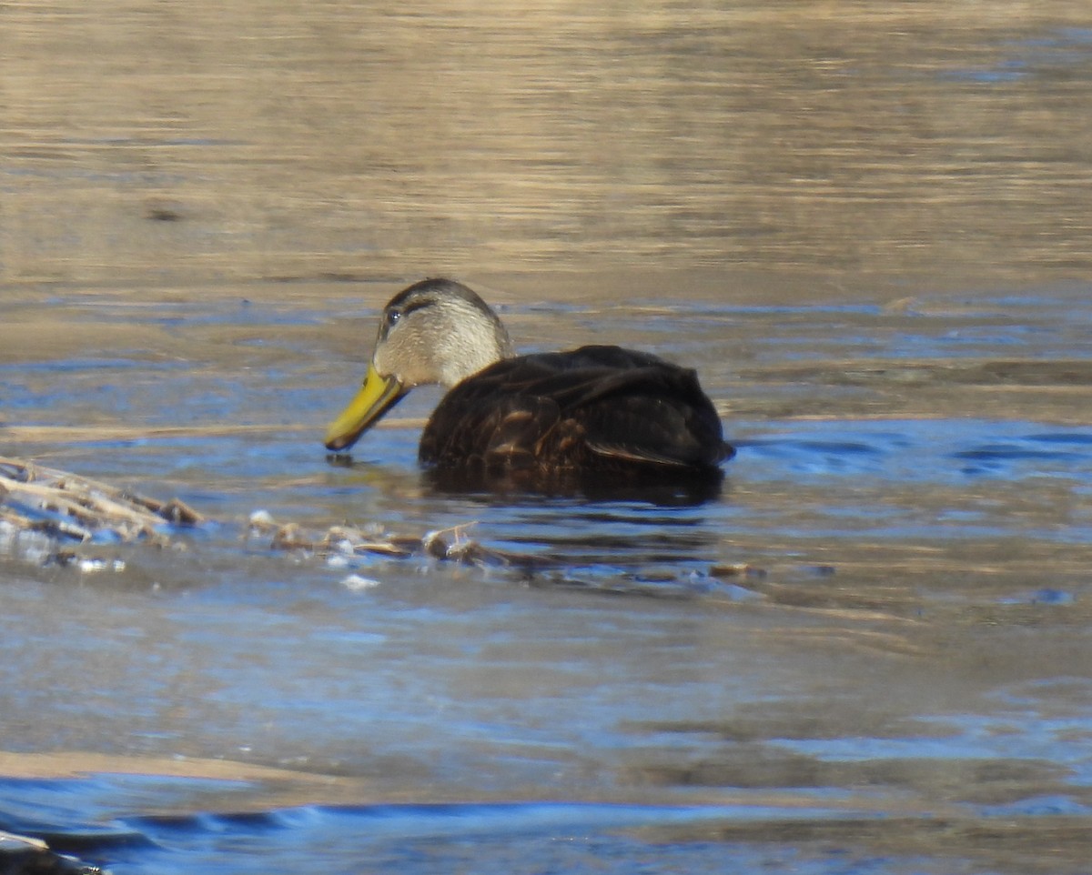 American Black Duck - ML628680814