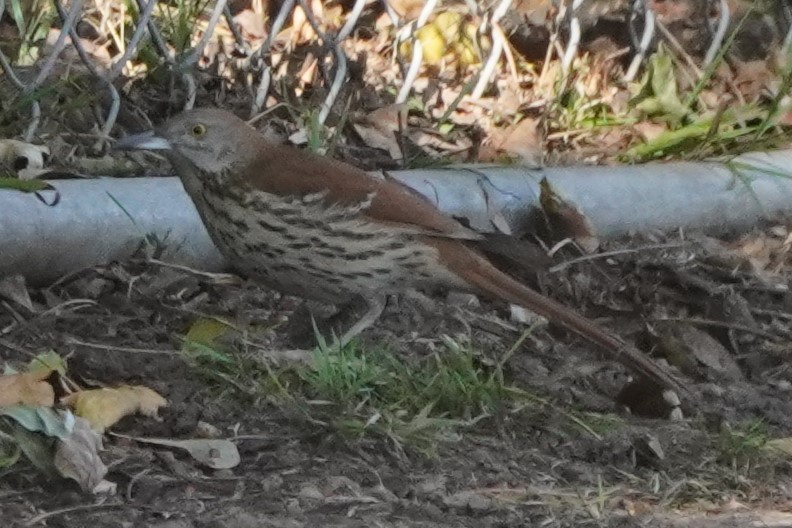 Brown Thrasher - ML628680873