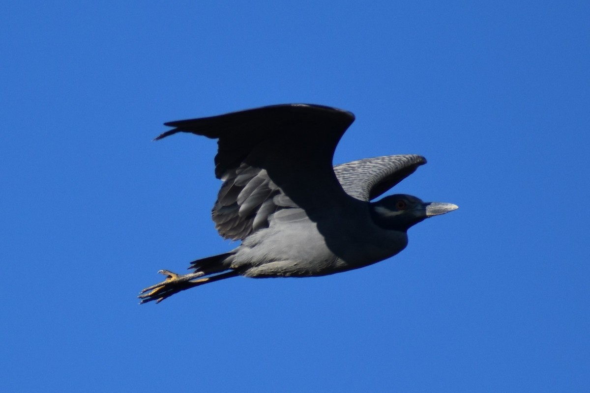 Yellow-crowned Night Heron - ML628680908