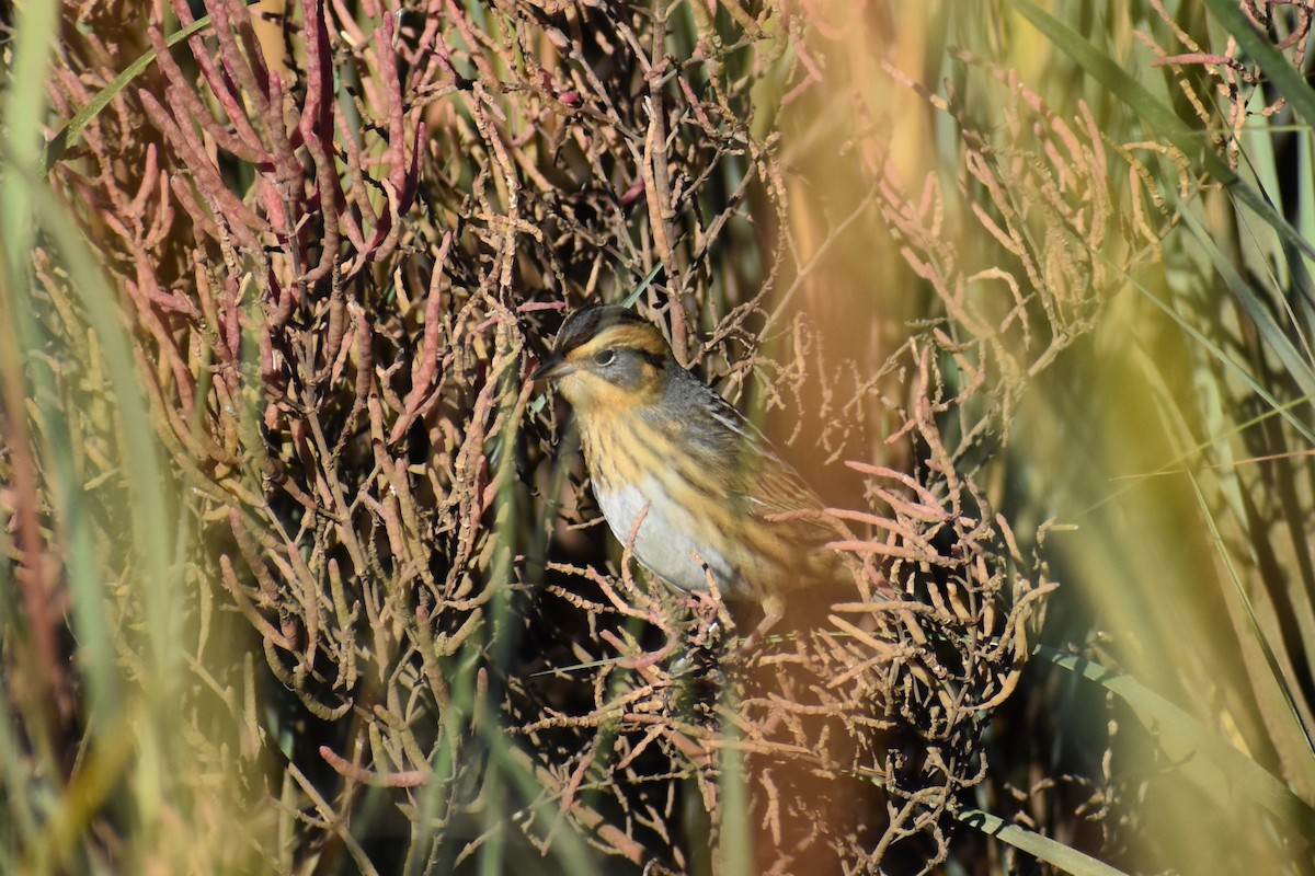 Nelson's Sparrow - ML628680927