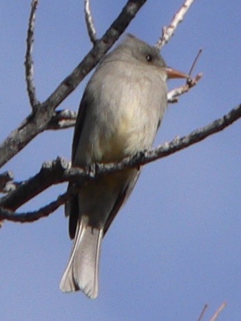 Greater Pewee - ML628680997