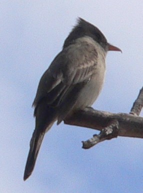 Greater Pewee - ML628681001