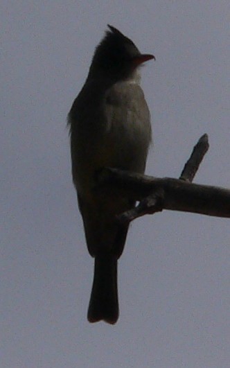 Greater Pewee - ML628681006