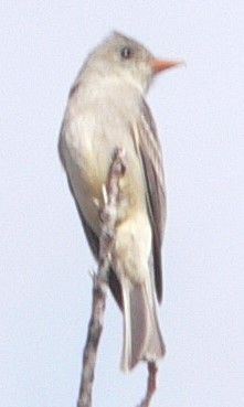 Greater Pewee - ML628681026