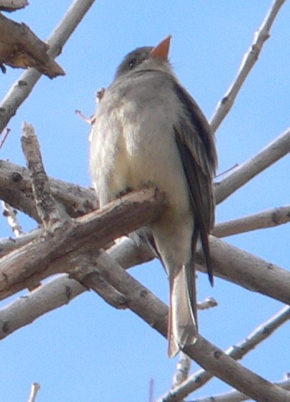 Greater Pewee - ML628681041
