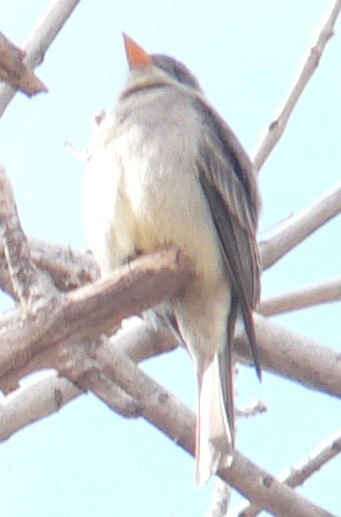 Greater Pewee - ML628681046